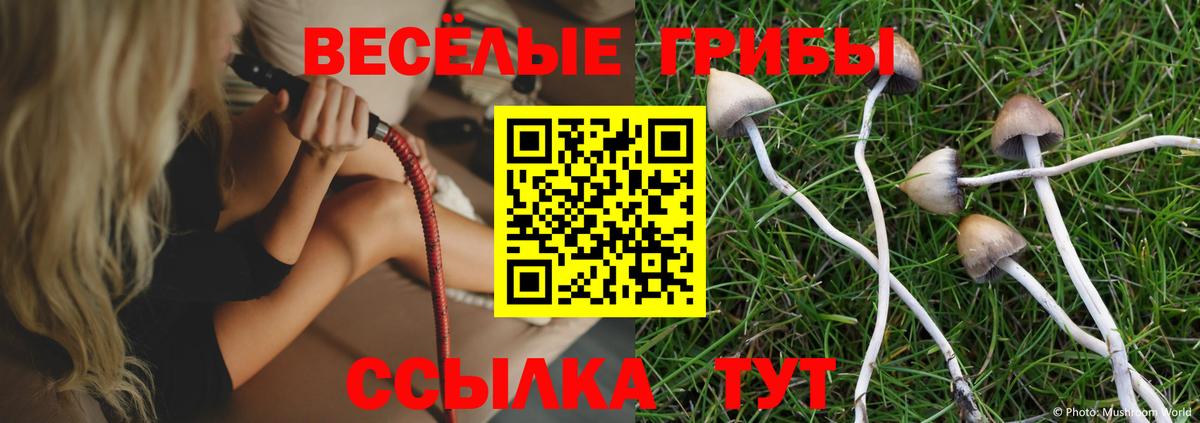 Камышин  Псилоцибиновые грибы Psilocybe  Вход с VPN  Псилоцибиновые грибы прущие грибы 